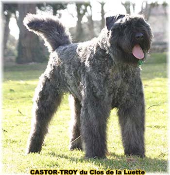 bouvier des flandres du clos de la luette - copyright déposé